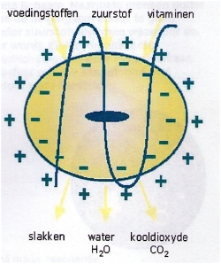 elektromagnetische_huishouding_van_de_cel